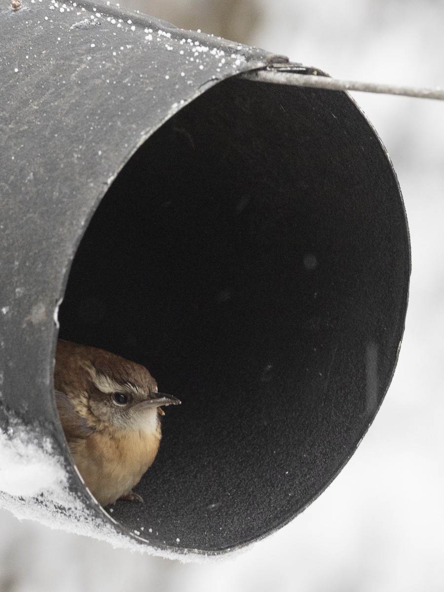 Carolina Wren - ML641993990