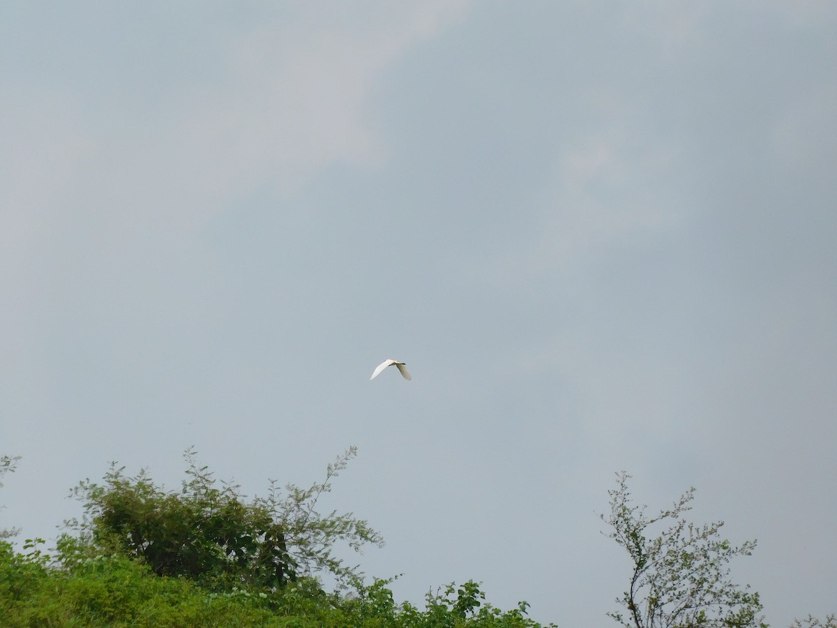 Eastern Cattle-Egret - ML641993994