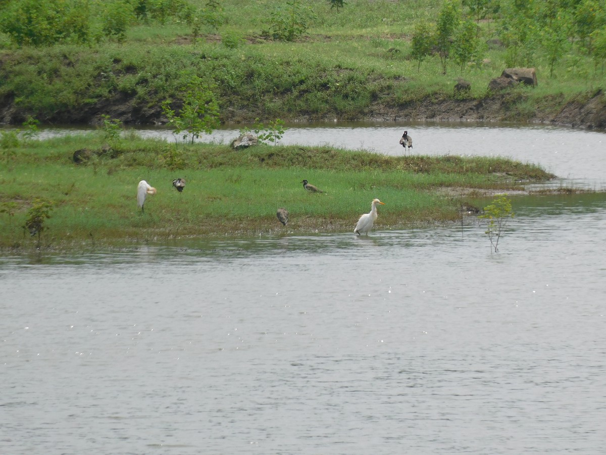 Eastern Cattle-Egret - ML641994015