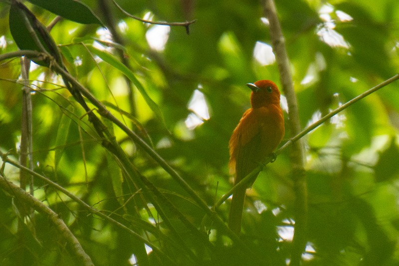 Rufous Paradise-Flycatcher - ML641994036