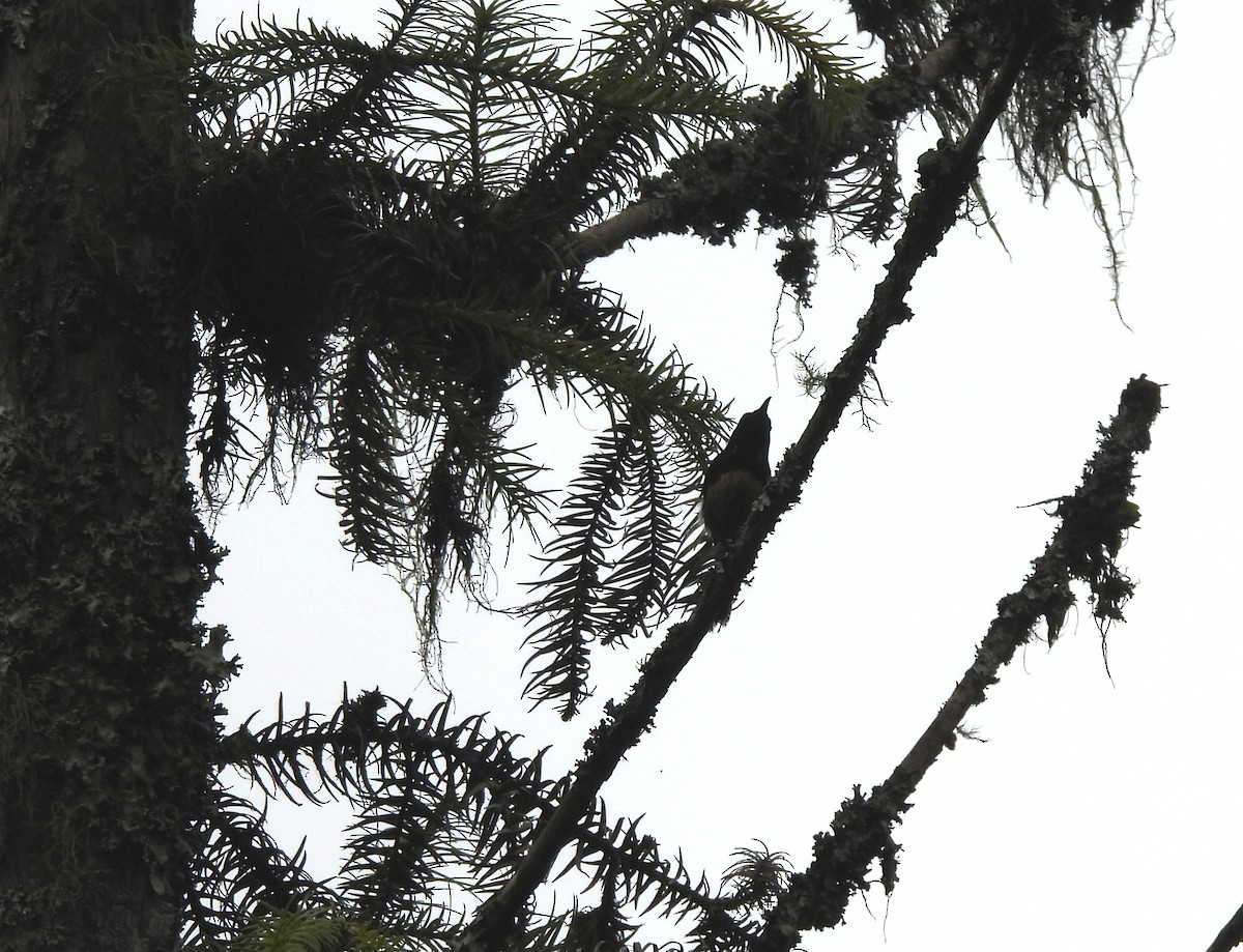 sunbird sp. - ML641994046