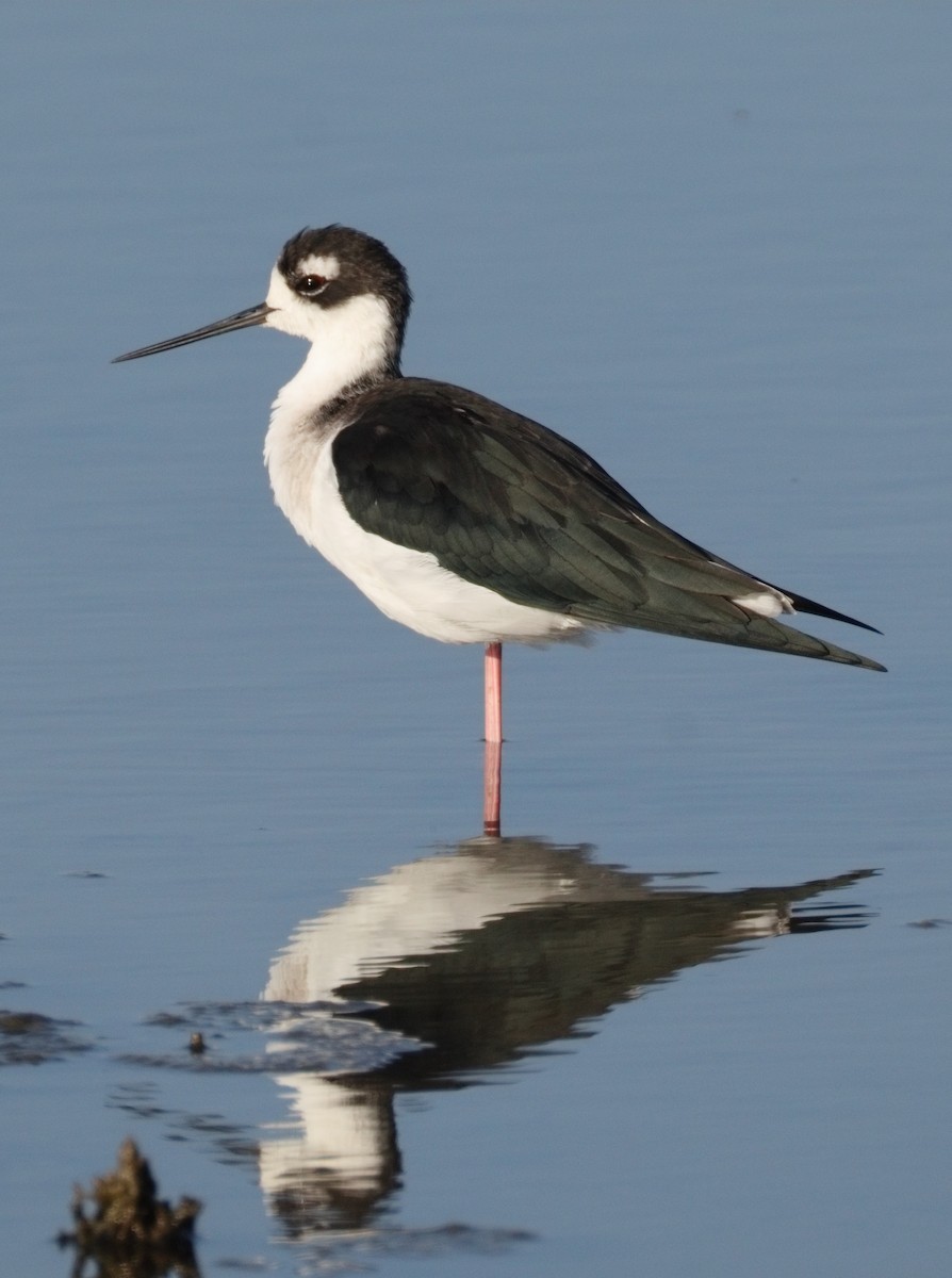 Black-necked Stilt - ML641994047
