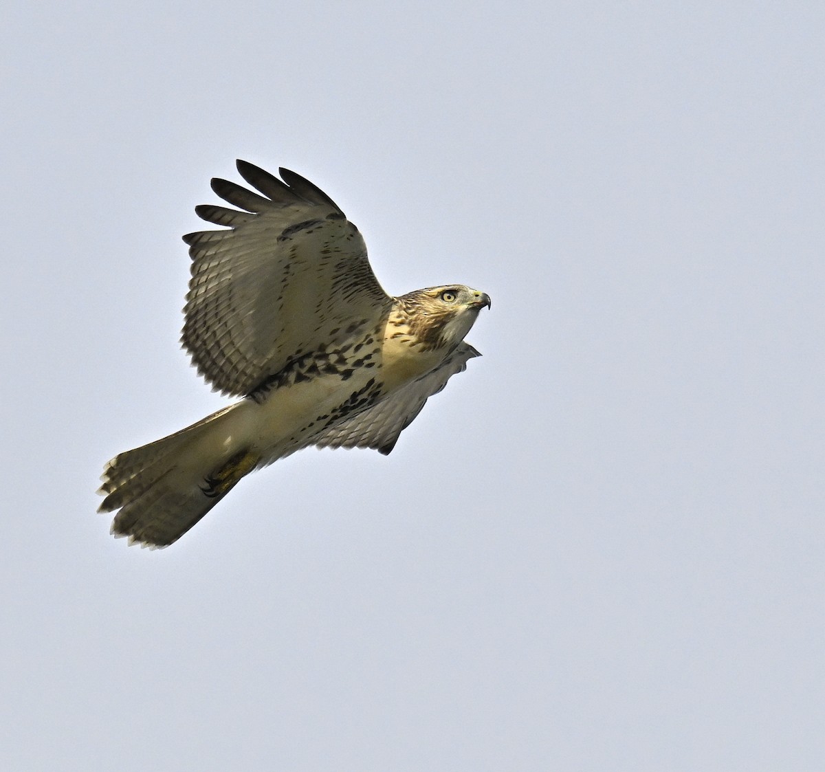Red-tailed Hawk - ML641994050
