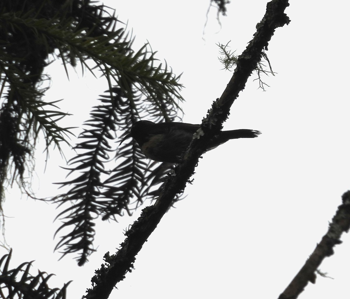 sunbird sp. - ML641994053