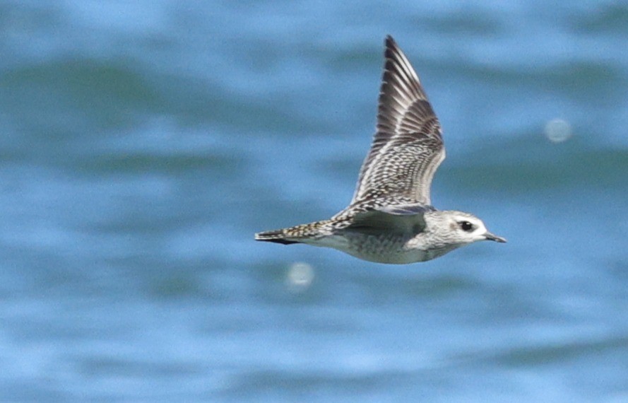 American Golden-Plover - ML641994075