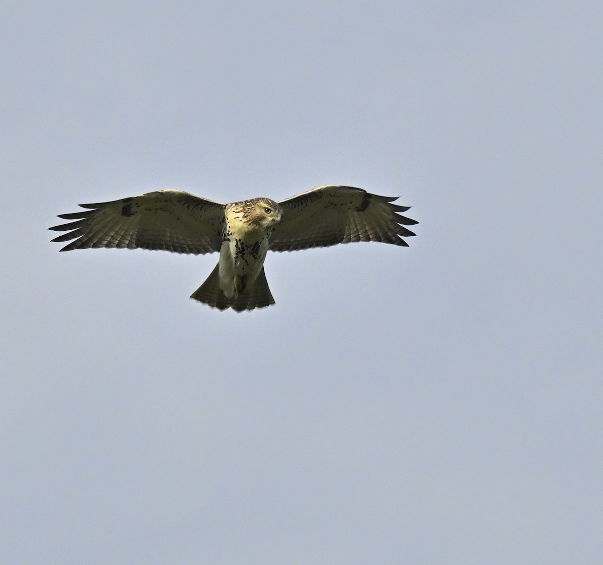 Red-tailed Hawk - ML641994076