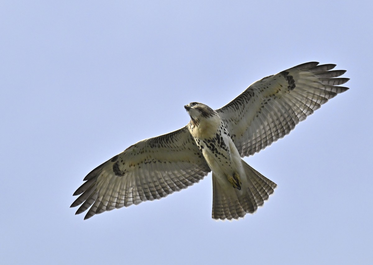 Red-tailed Hawk - ML641994086