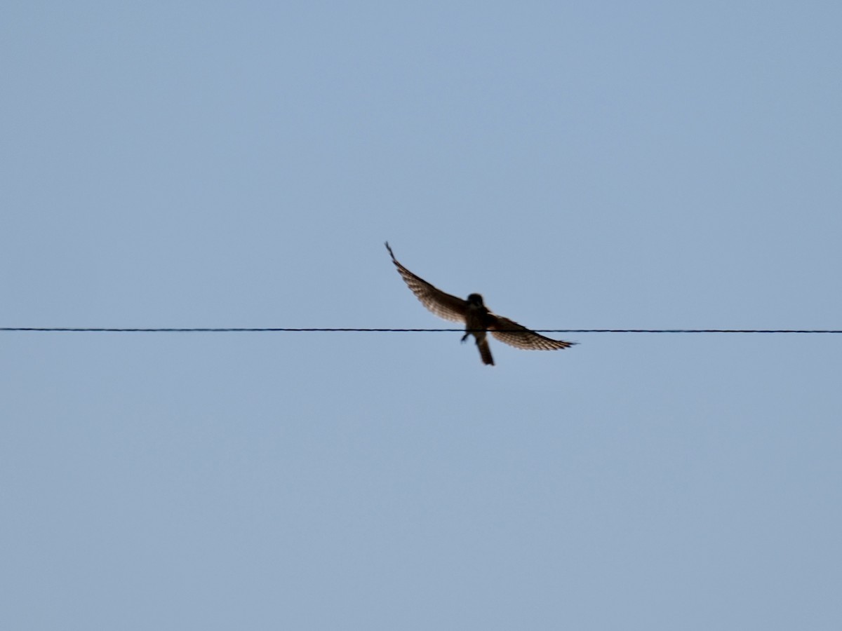 American Kestrel - ML641994090
