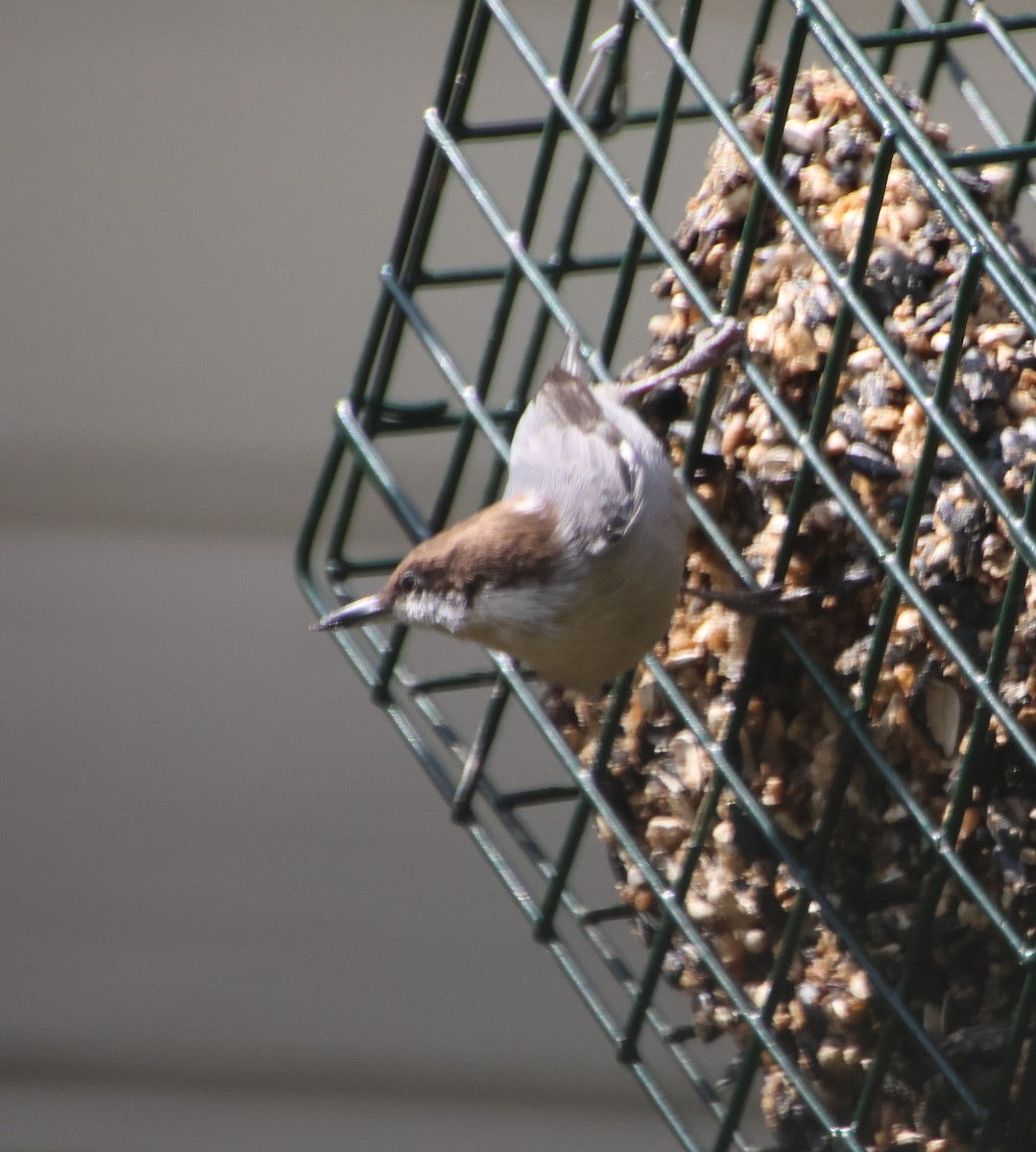 Brown-headed Nuthatch - ML641994100