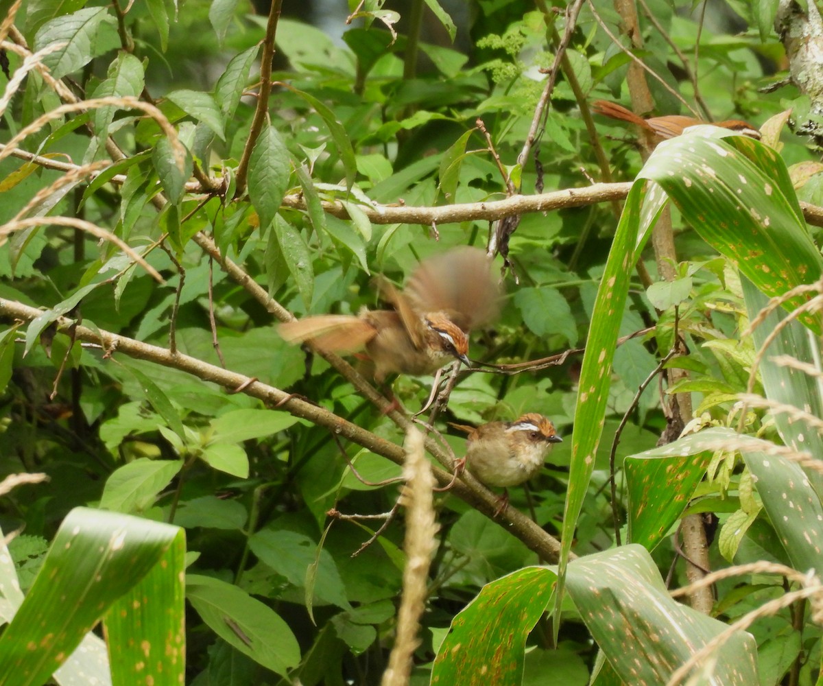 Rusty-capped Fulvetta - ML641994105