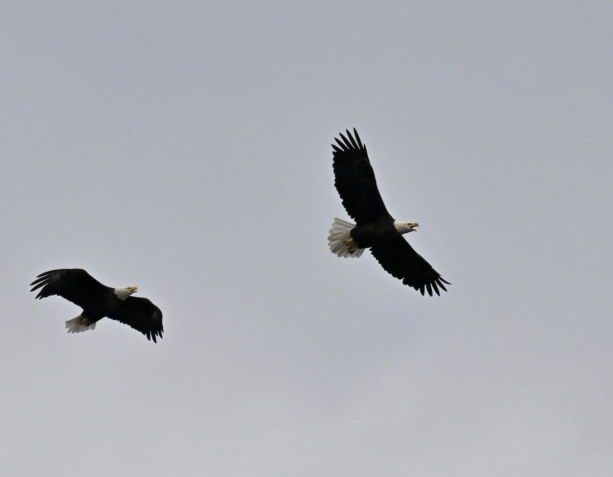 Bald Eagle - ML641994108