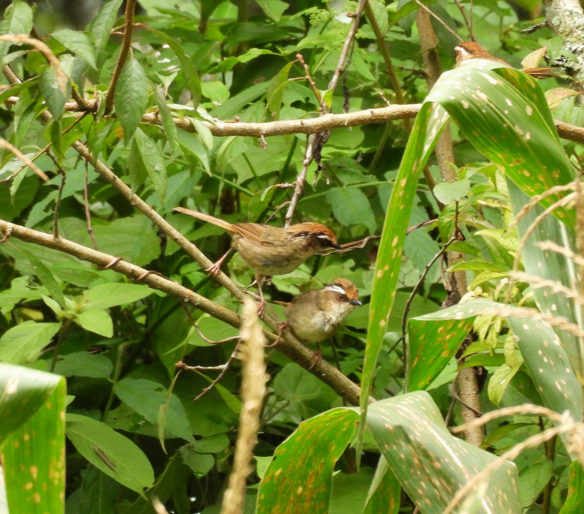 Rusty-capped Fulvetta - ML641994116