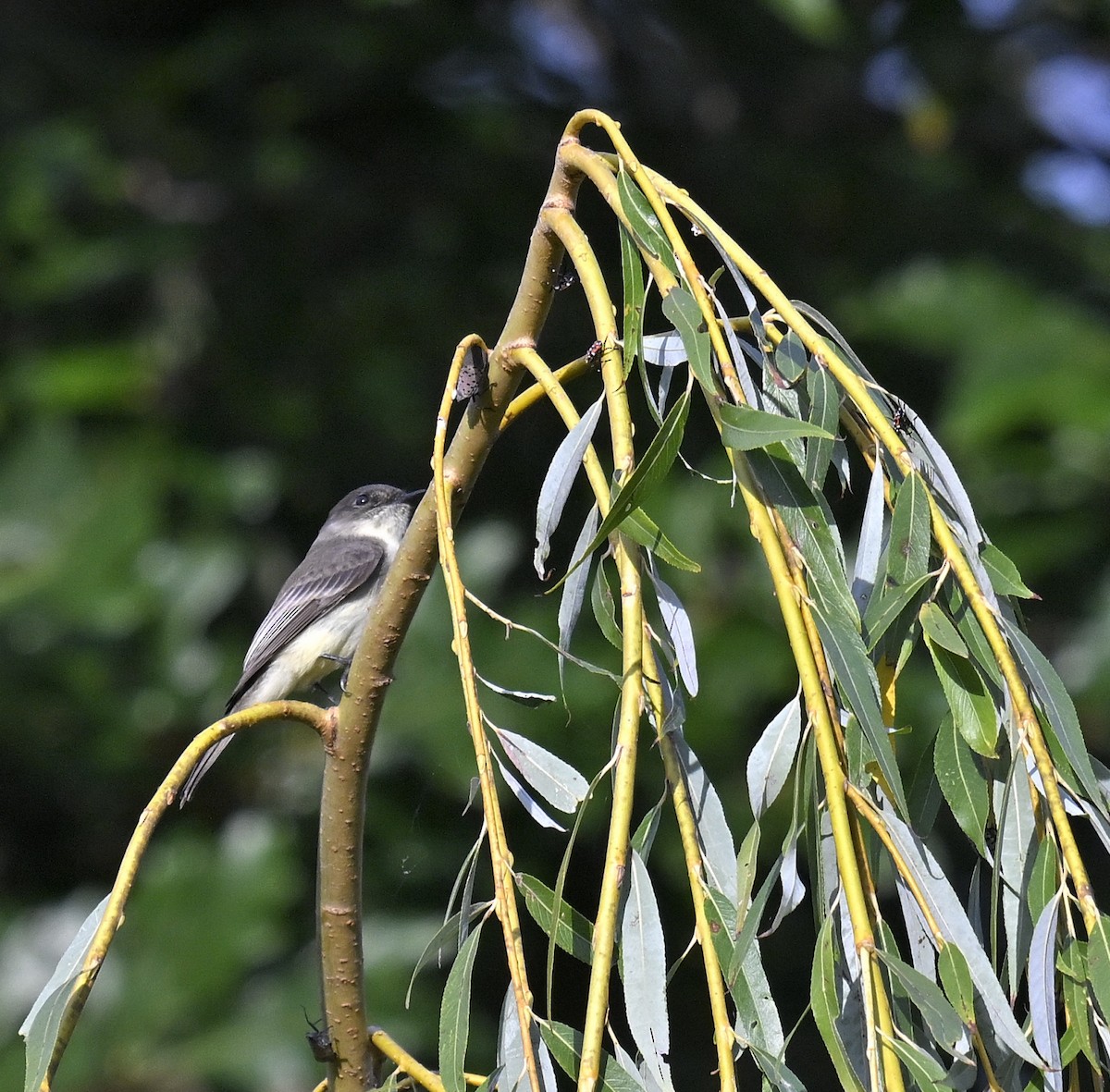 Eastern Phoebe - ML641994121