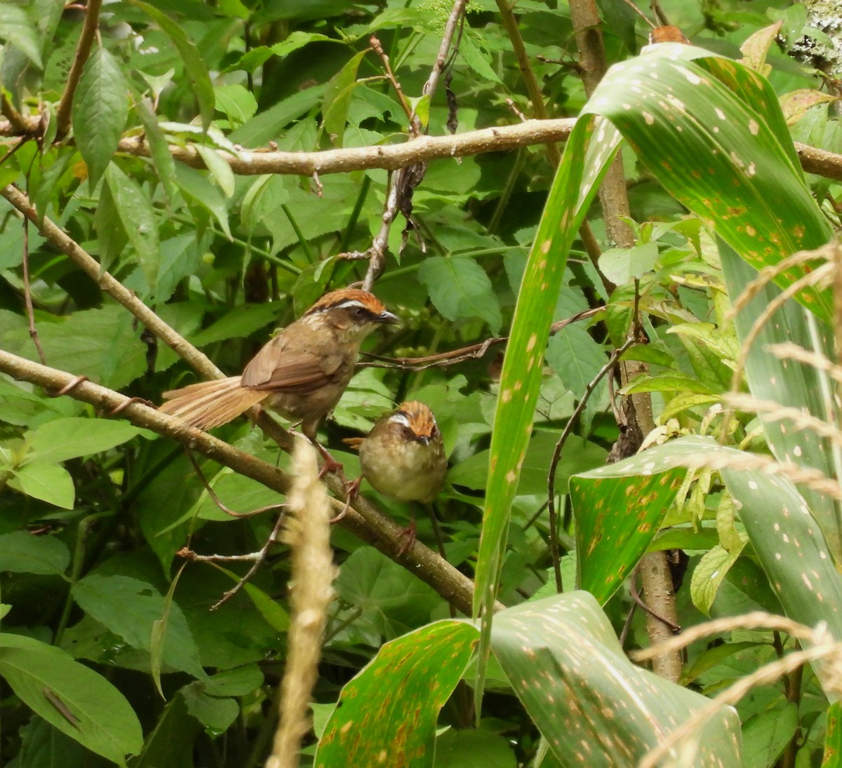 Rusty-capped Fulvetta - ML641994124