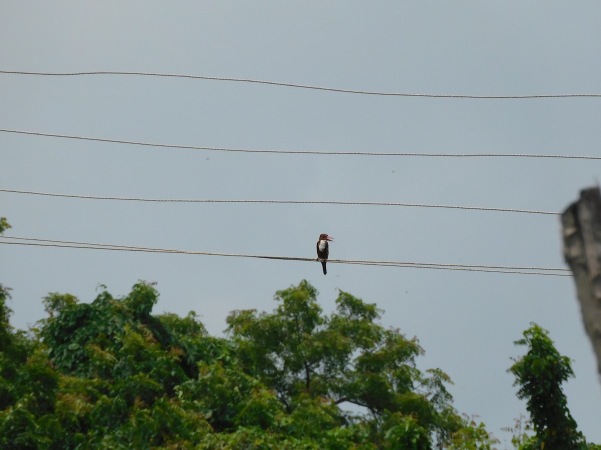 White-throated Kingfisher - ML641994130
