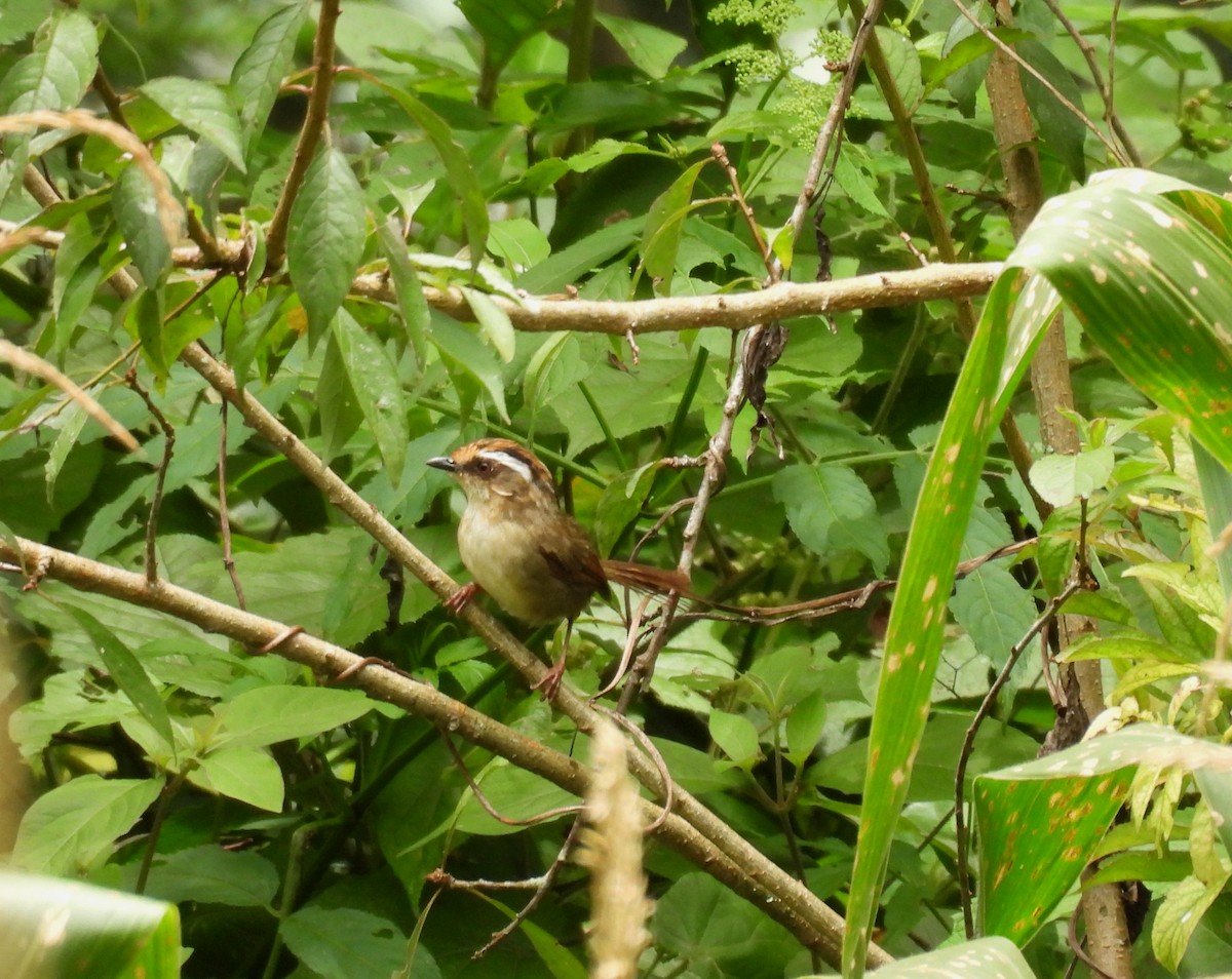 Rusty-capped Fulvetta - ML641994134