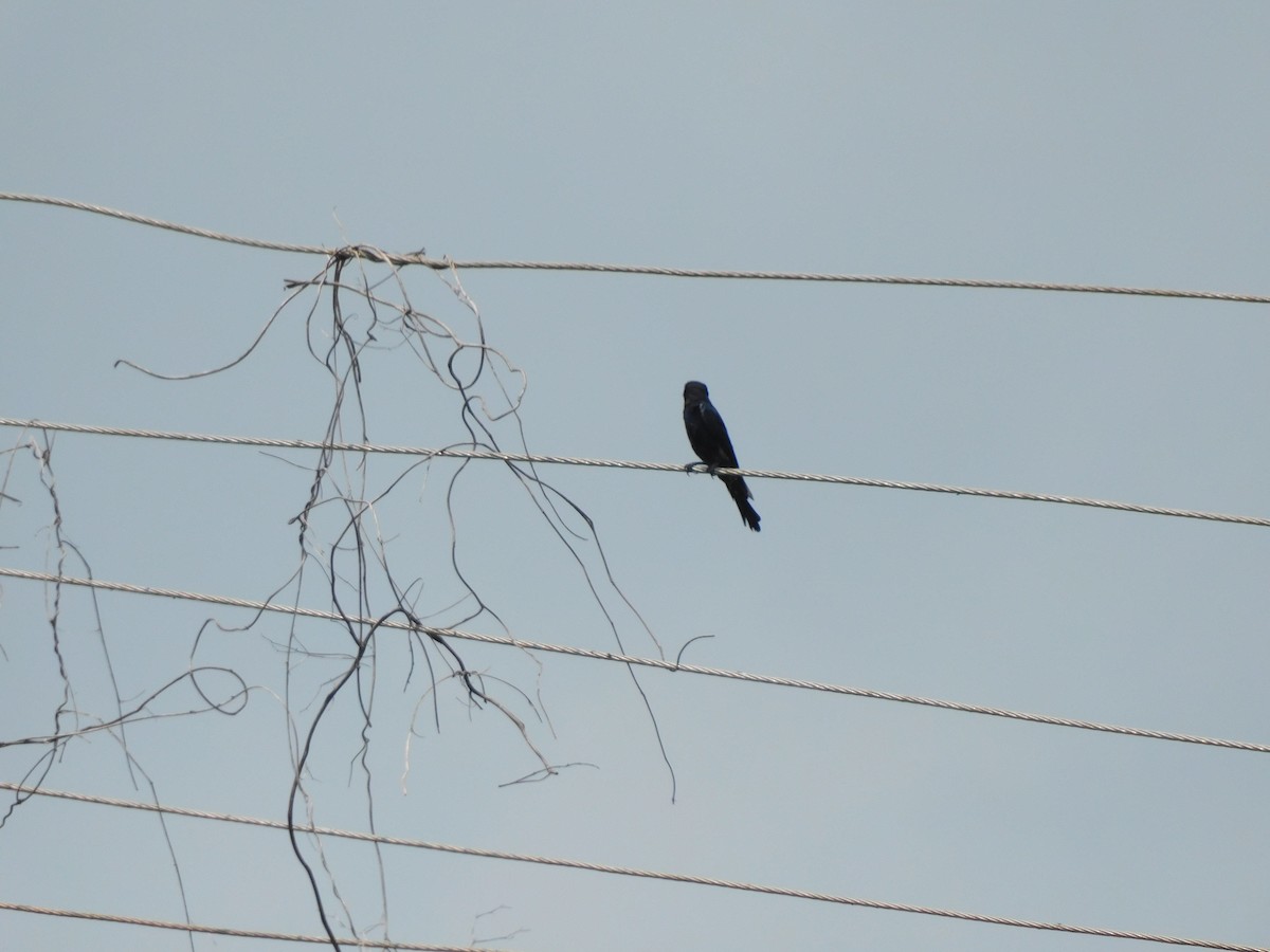 Black Drongo - ML641994139