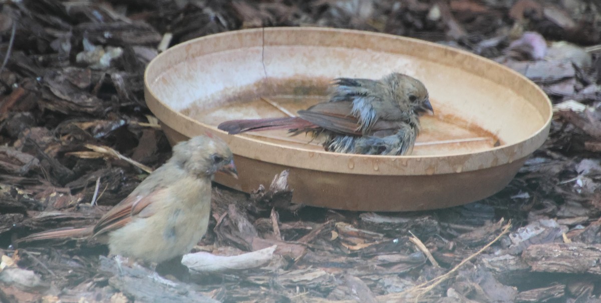 Northern Cardinal - ML641994140
