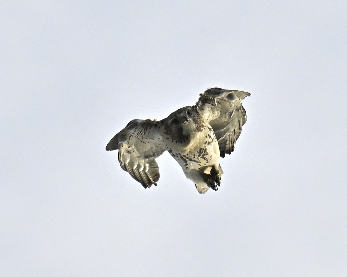 Red-tailed Hawk - ML641994150