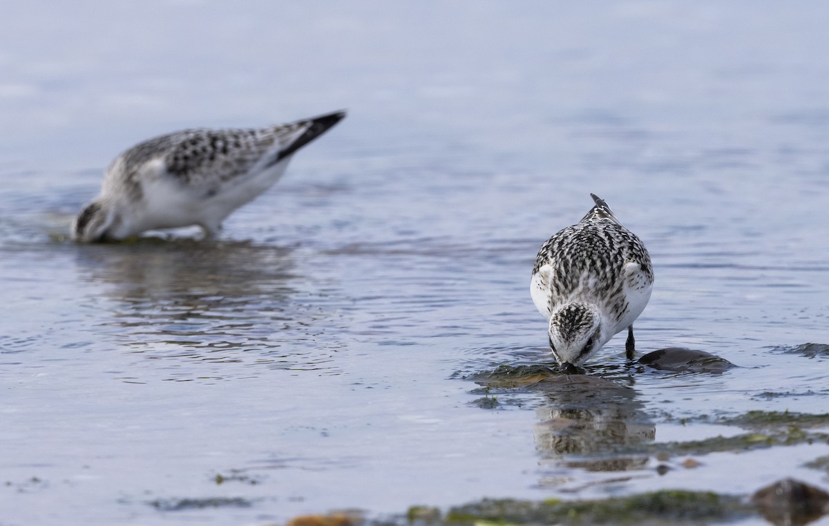 Sanderling - ML641994153