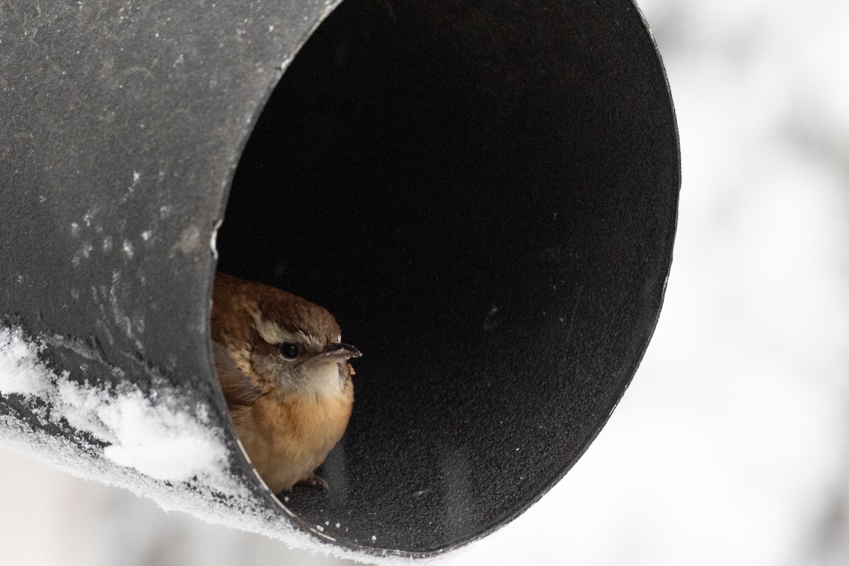 Carolina Wren - ML641994158