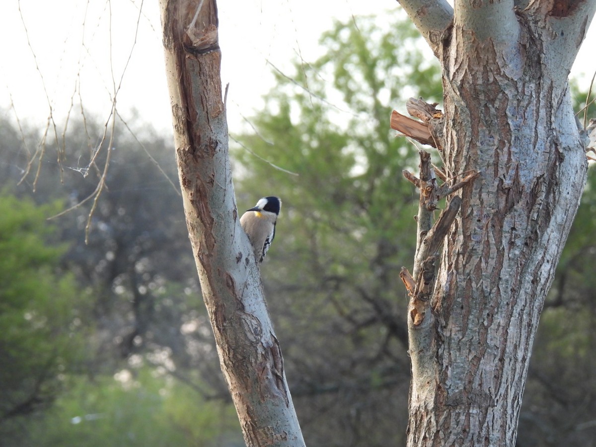 White-fronted Woodpecker - ML641994164
