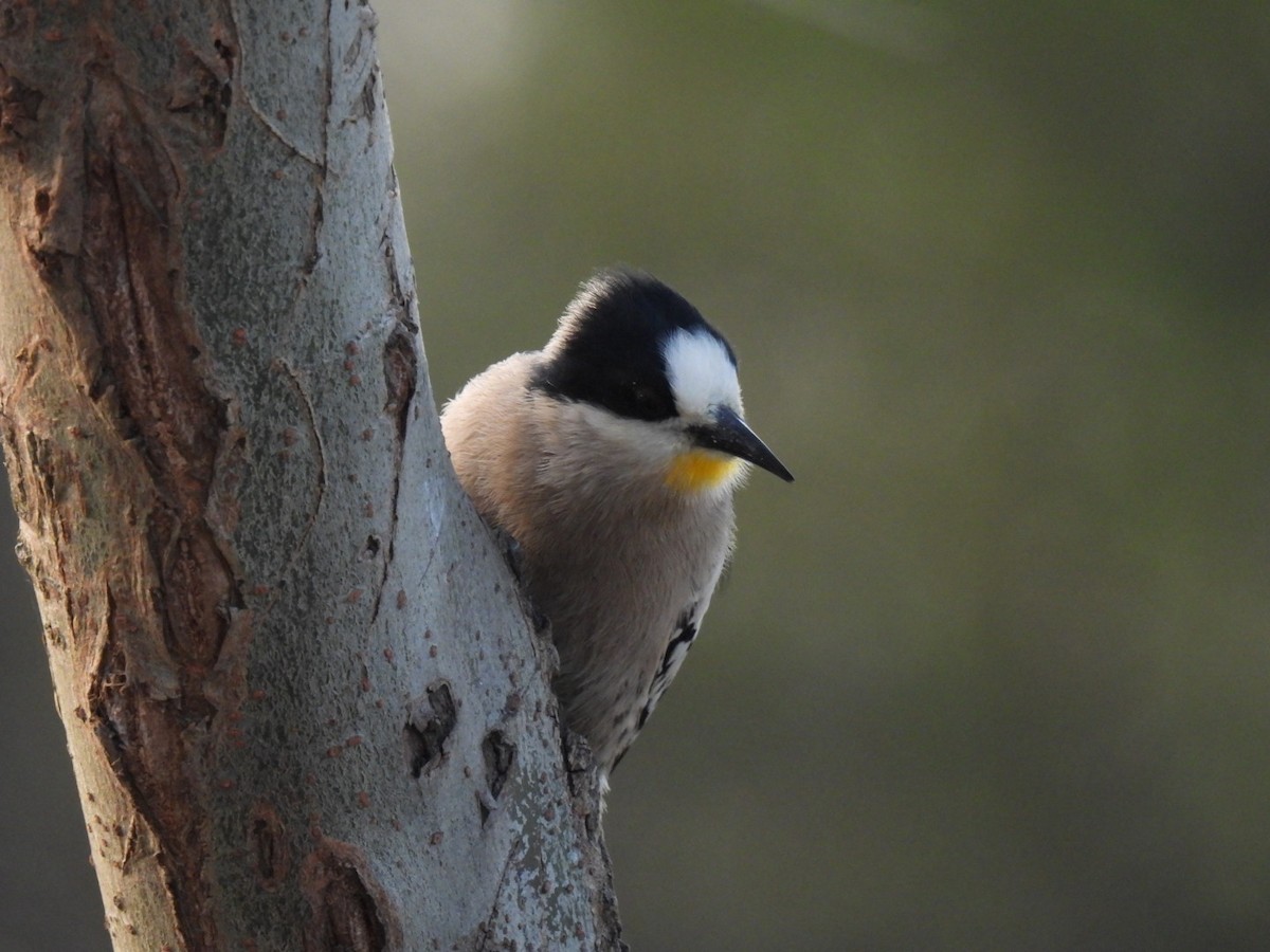 White-fronted Woodpecker - ML641994167