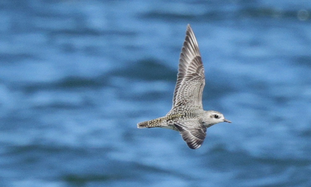 American Golden-Plover - ML641994174