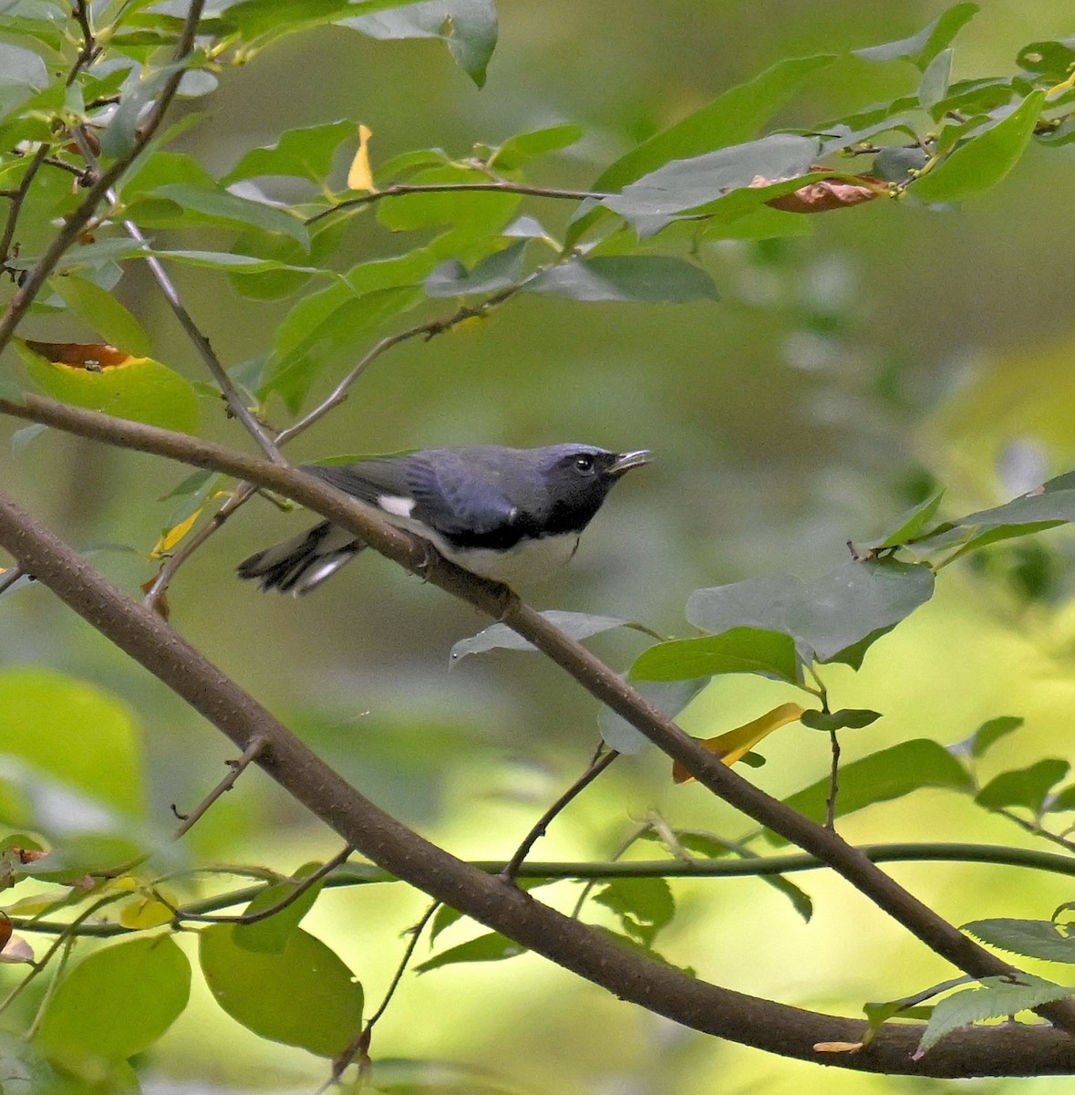 Black-throated Blue Warbler - ML641994185