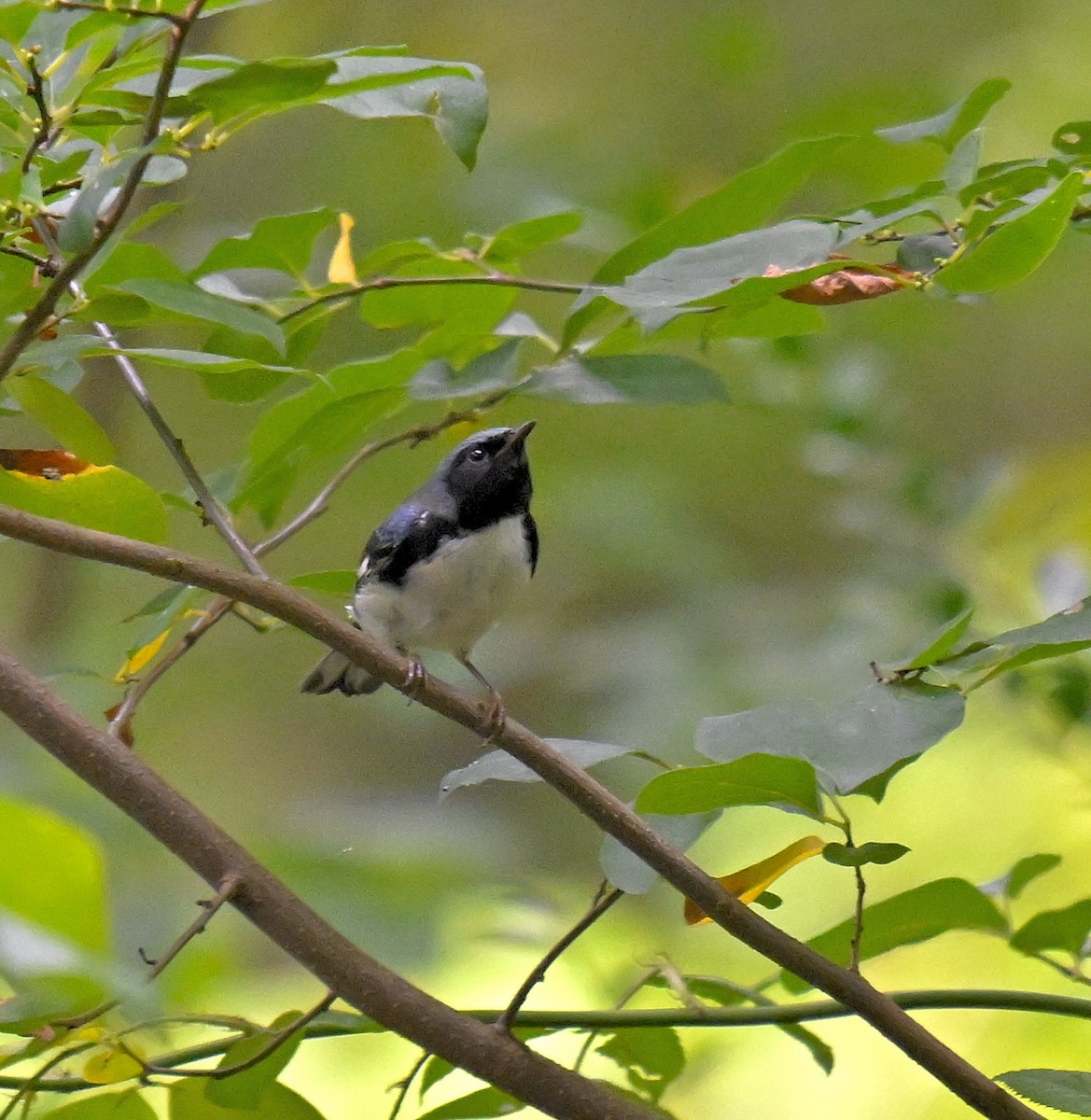 Black-throated Blue Warbler - ML641994186