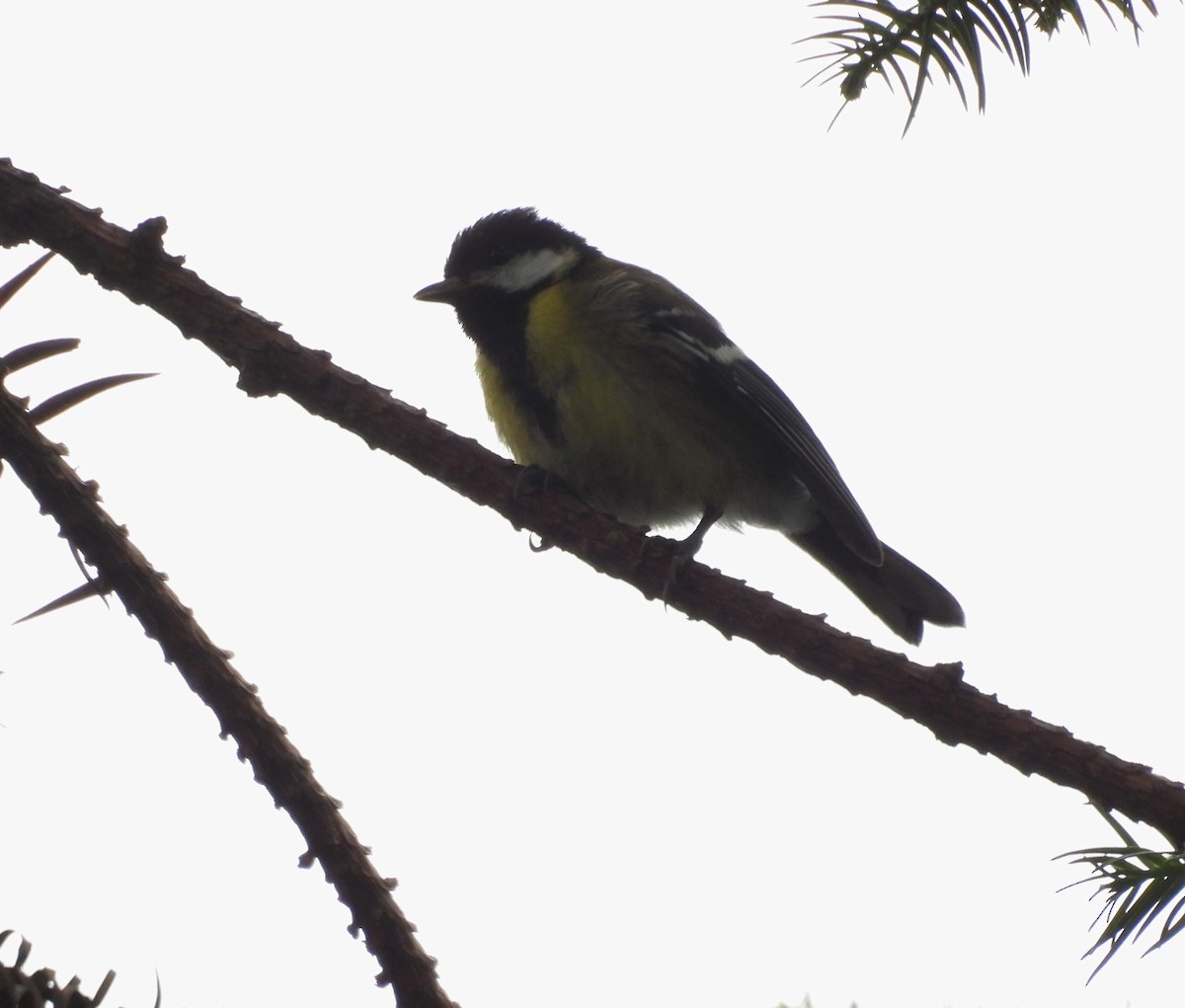 Green-backed Tit - ML641994197