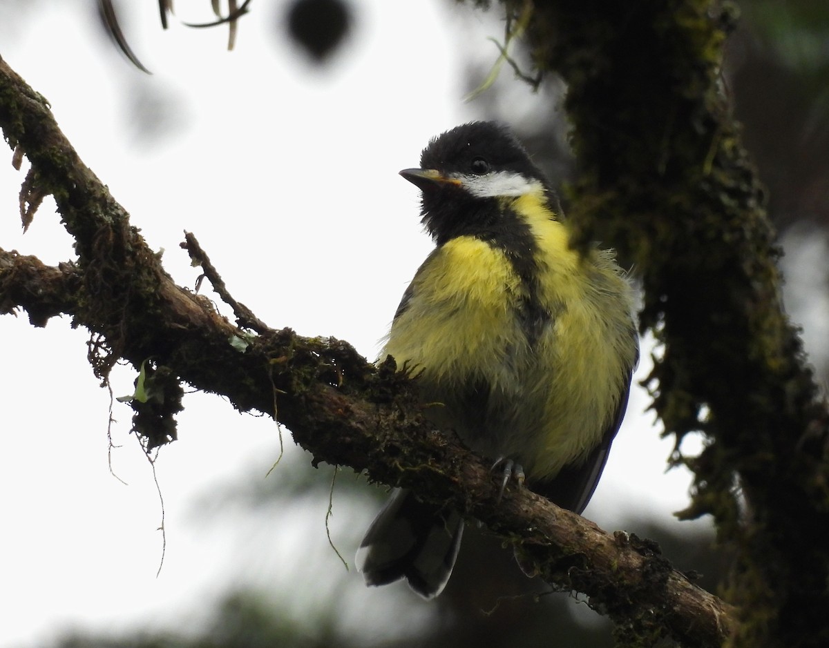 Green-backed Tit - ML641994203