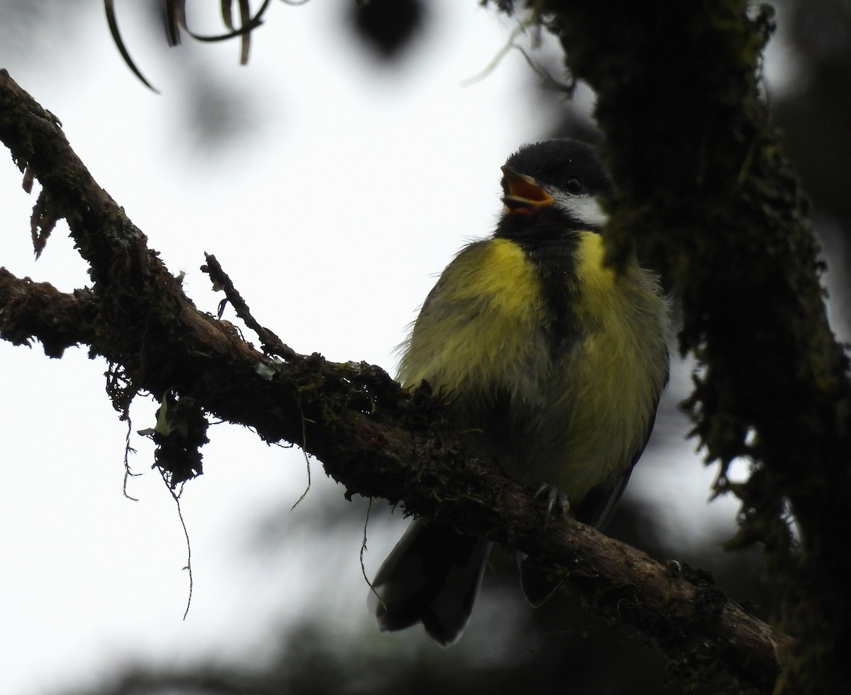 Green-backed Tit - ML641994213