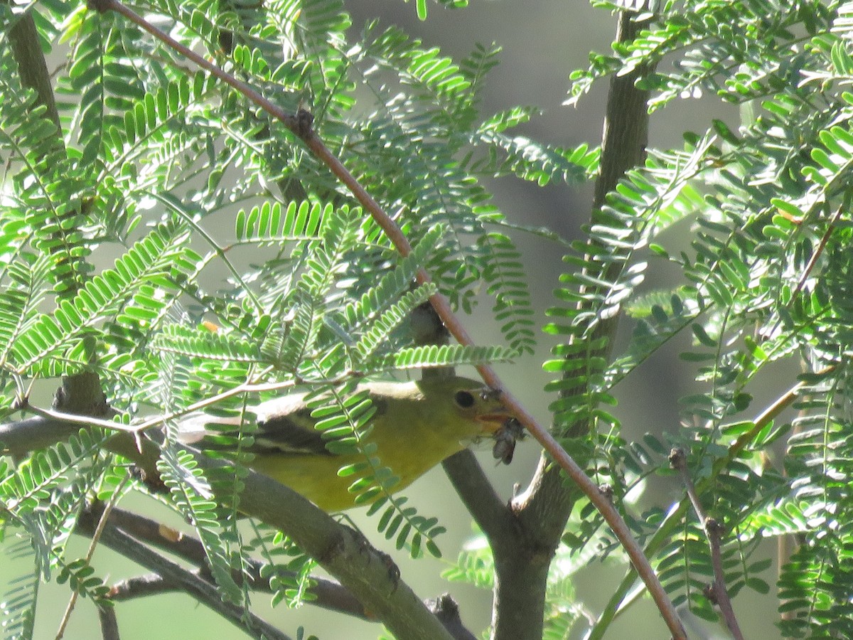 Western Tanager - ML641994217