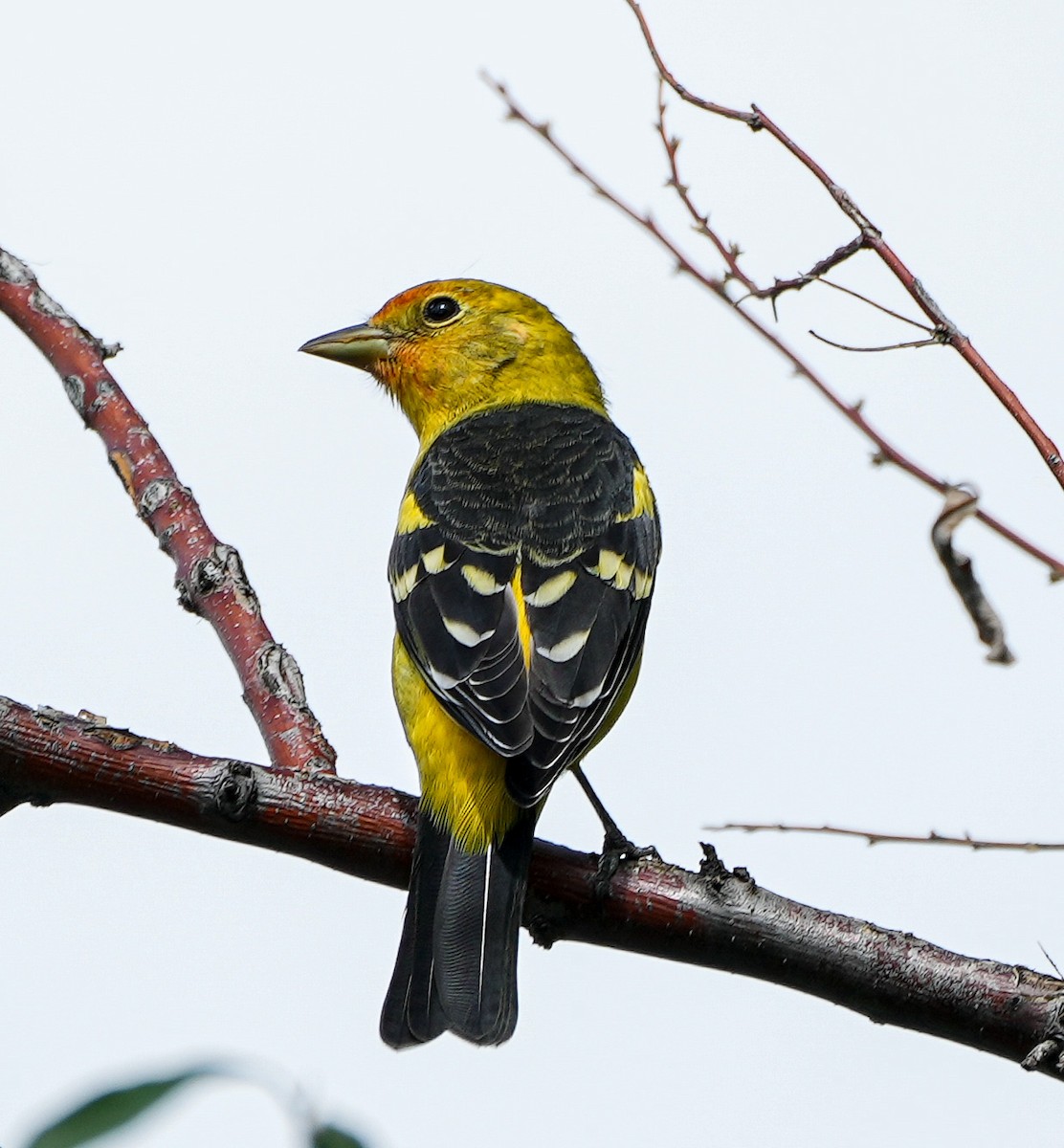 Western Tanager - ML641994219