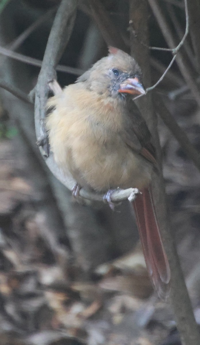 Northern Cardinal - ML641994221
