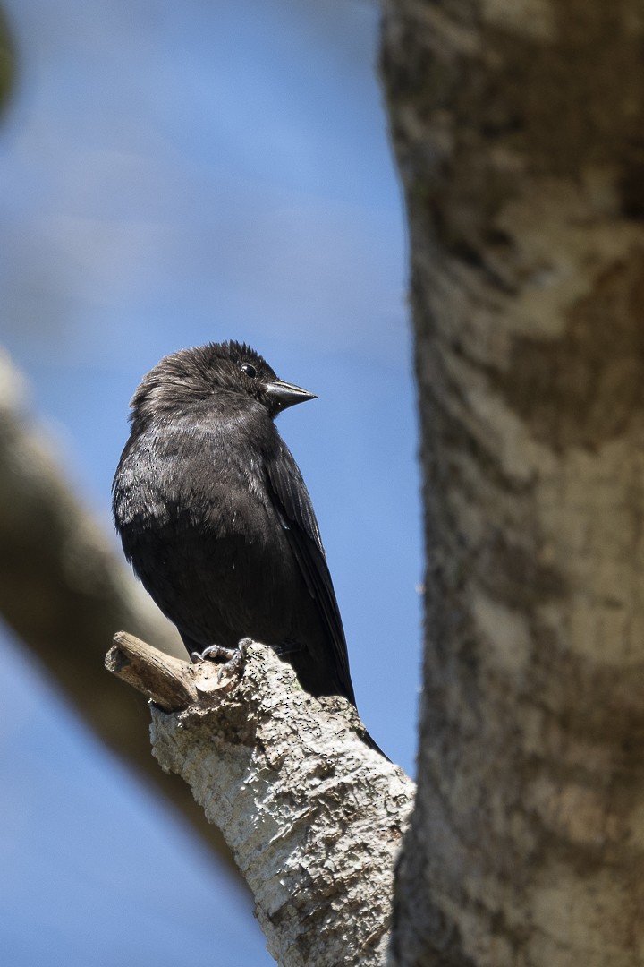 Screaming Cowbird - ML641994226