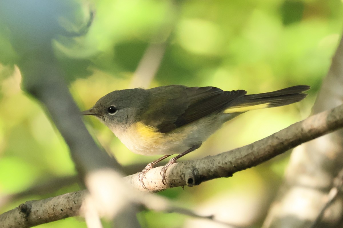 American Redstart - ML641994251