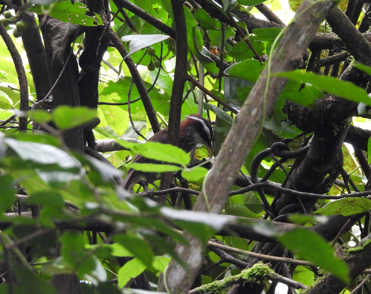 Streak-breasted Scimitar-Babbler - ML641994282