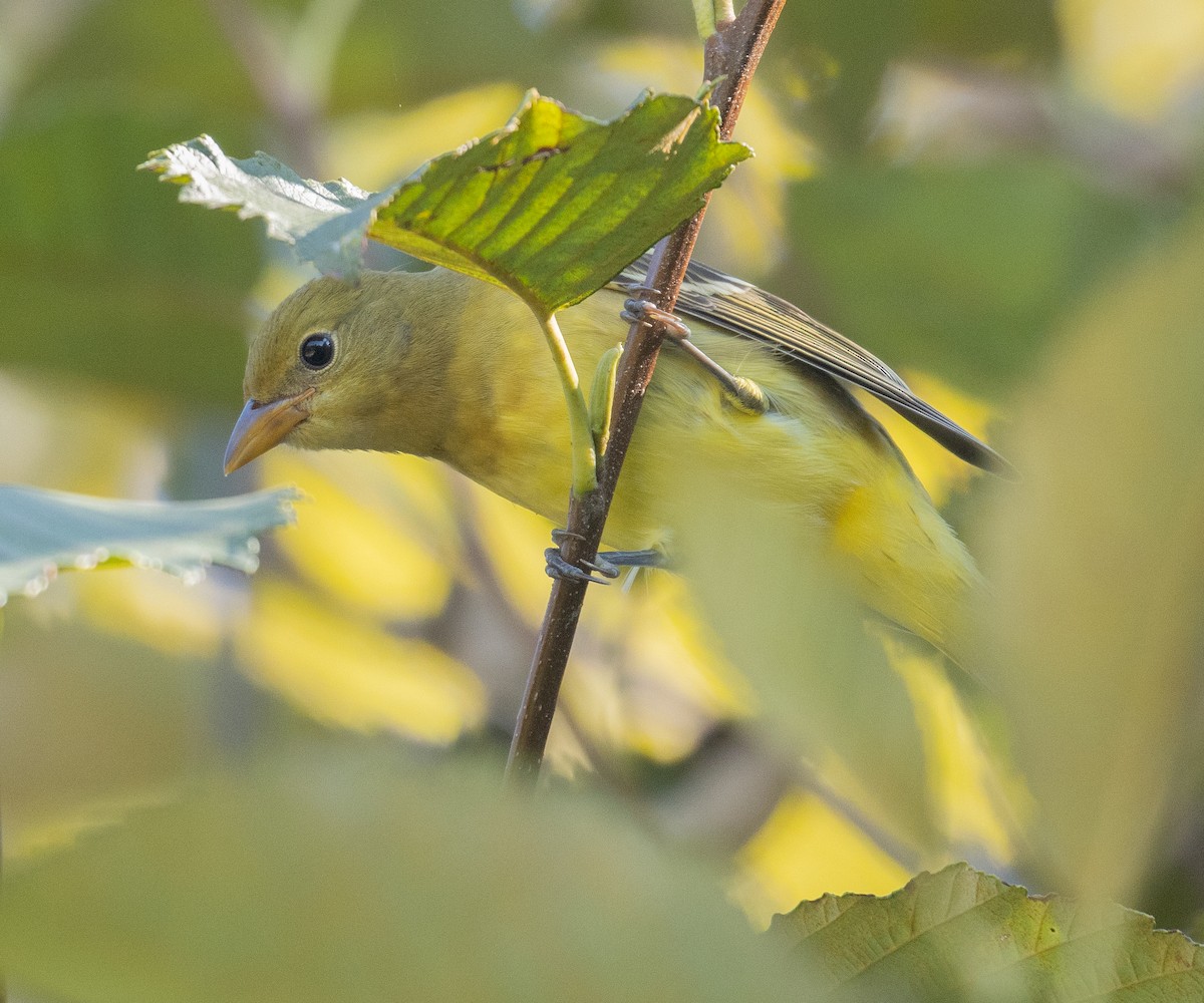Western Tanager - ML641994290