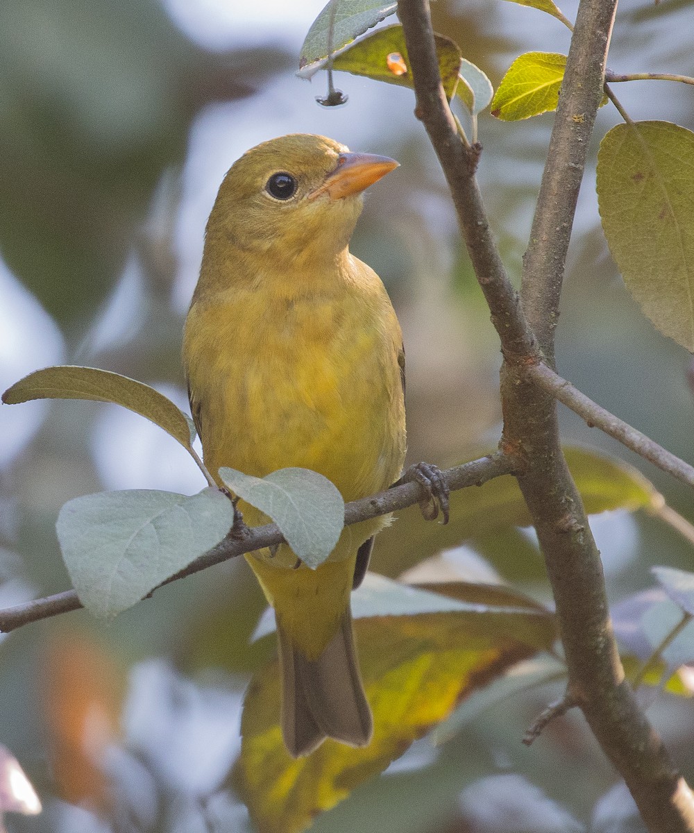 Western Tanager - ML641994291
