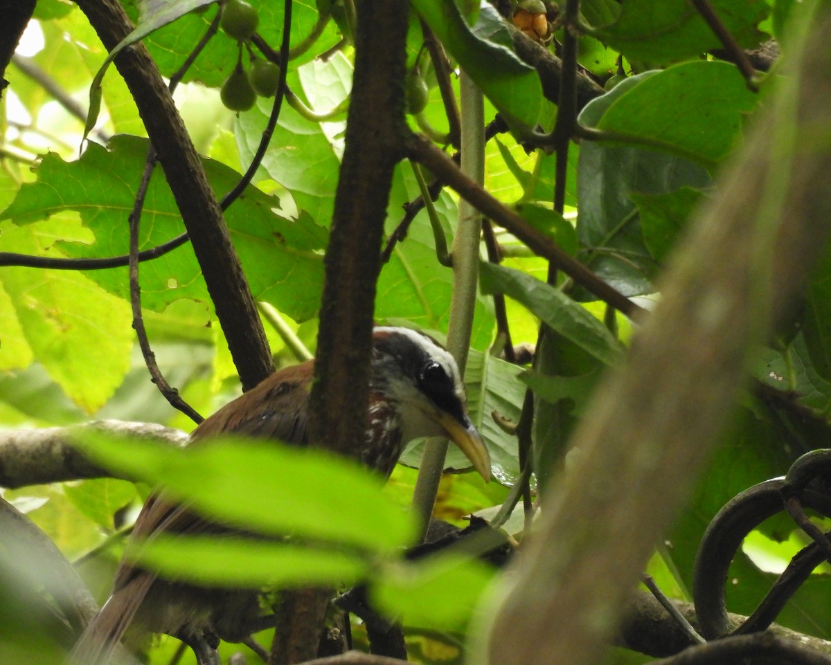 Streak-breasted Scimitar-Babbler - ML641994296