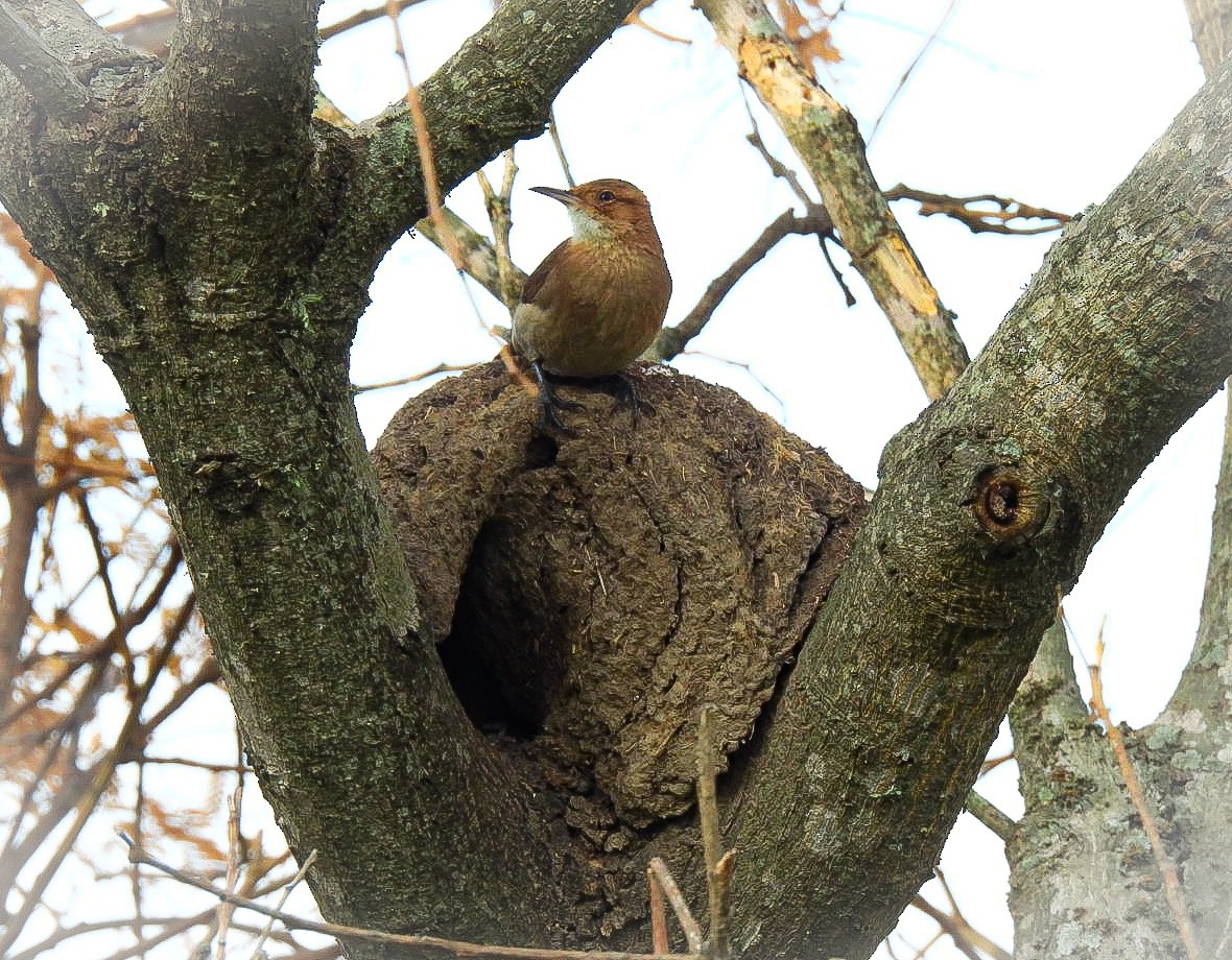 Rufous Hornero - ML641994297