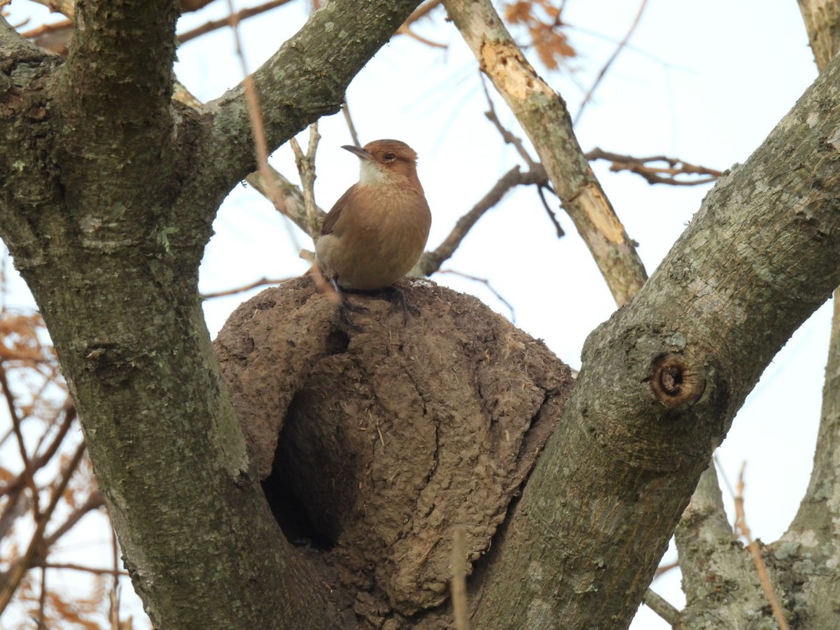 Rufous Hornero - ML641994298
