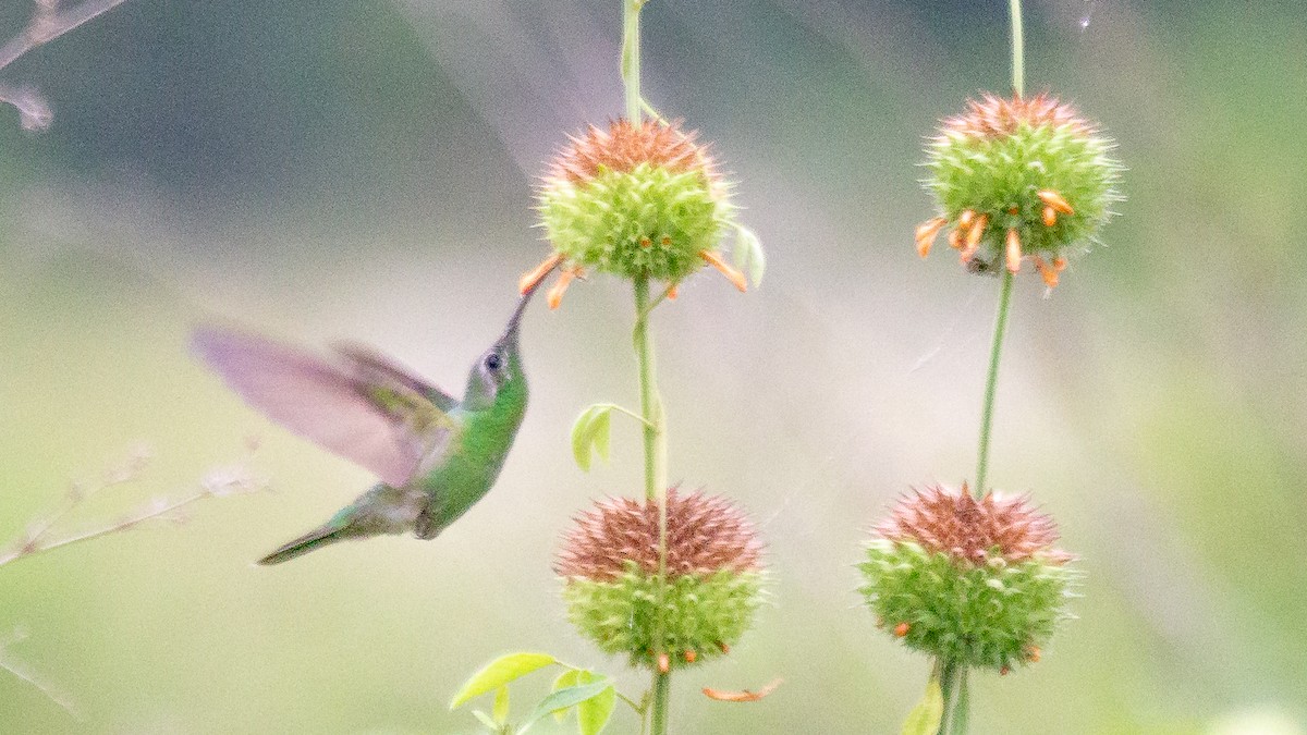 White-tailed Goldenthroat - ML641994301