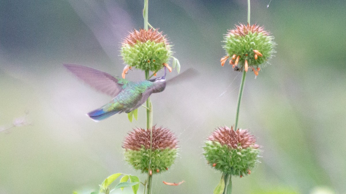 White-tailed Goldenthroat - ML641994302
