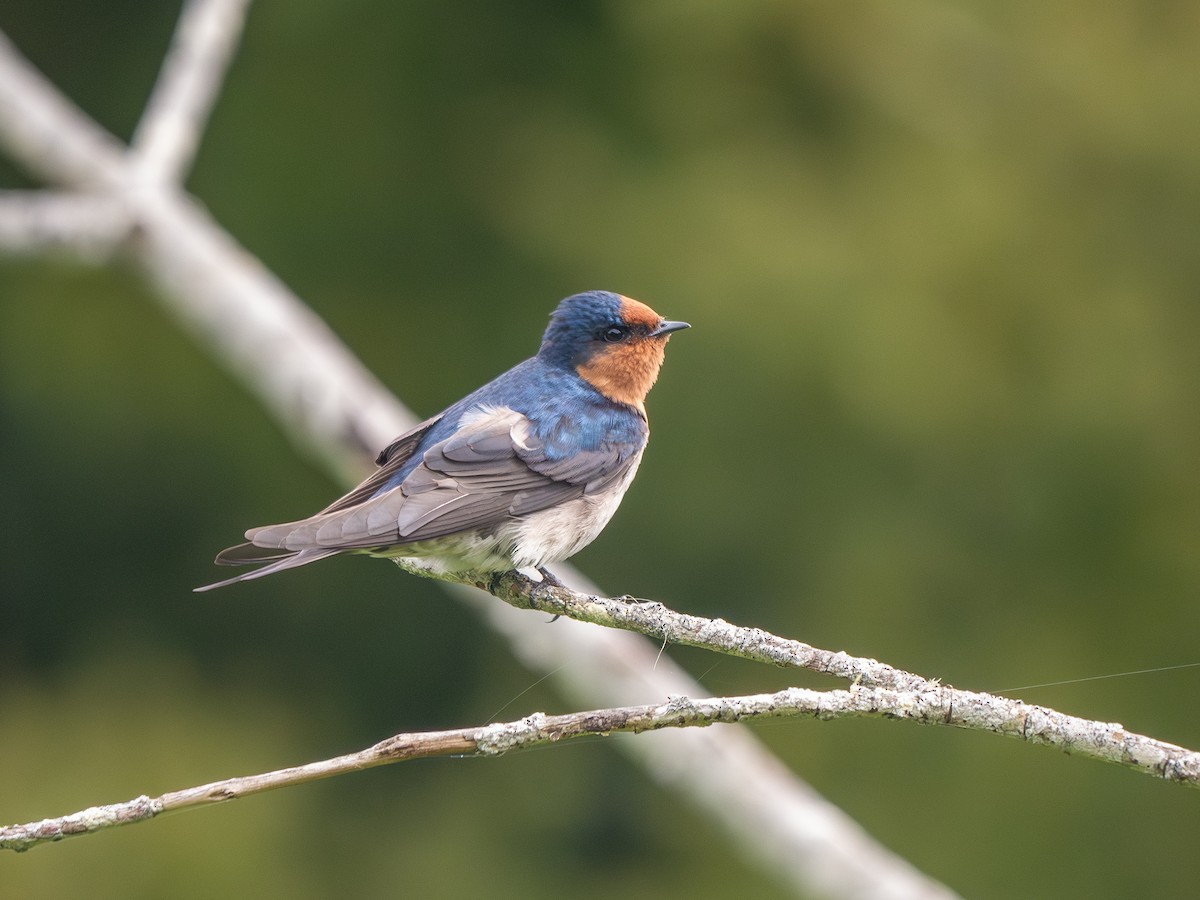 Welcome Swallow - ML641994303