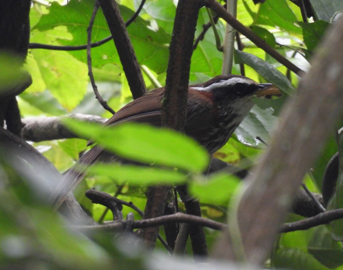 Streak-breasted Scimitar-Babbler - ML641994304