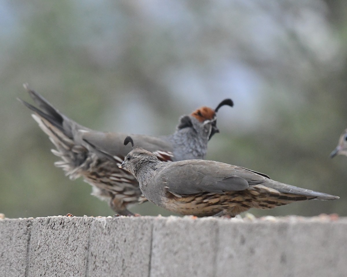 Gambel's Quail - ML641994306
