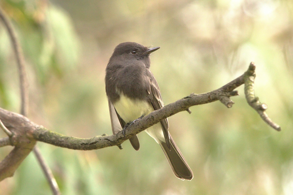 Black Phoebe - ML641994309